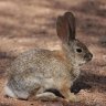 AfricanRabbit